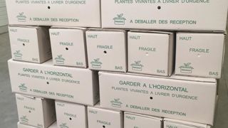 La vente en ligne et la livraison de plantes sont soumises à de nombreux aléas. ©Léna Hespel